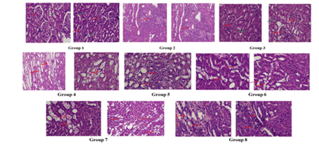 Journa-Drug-Alcohol-Research-Histopathological