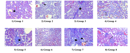 Journa-Drug-Alcohol-Research-Photomicrograph
