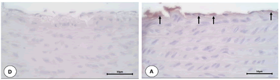 Journal-Drug-Alcohol-Research-Staining