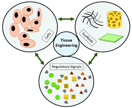 Journal-Drug-Alcohol-Research-Tissue Journal-Drug-Alcohol-Research-Tissue