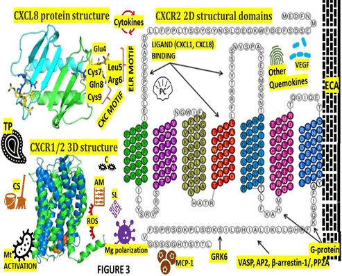Journa-Drug-Alcohol-Research-Structure